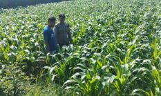 Polres Jombang Melalui Bhabinkamtibmas Lakukan Pengecekan tanaman Jagung