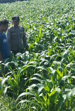 Polres Jombang Melalui Bhabinkamtibmas Lakukan Pengecekan tanaman Jagung