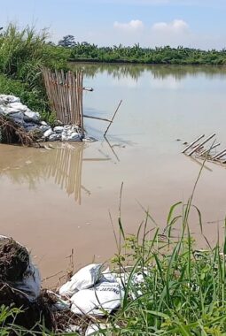 Hampir Dua Pekan, Tanggul Sungai Bodri Desa Pidodokulon Tak Kunjung Dibenahi