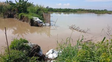 Hampir Dua Pekan, Tanggul Sungai Bodri Desa Pidodokulon Tak Kunjung Dibenahi
