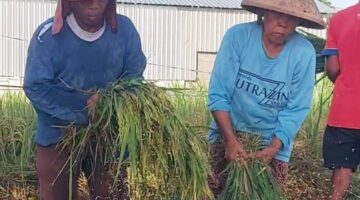 Masa Panen Padi di Kalurahan Madurejo Prambanan Sleman DIY Telah Tiba.