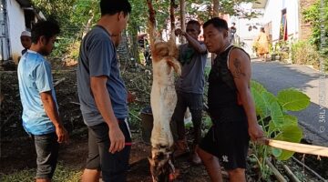 Pimpinan Redaksi Tribuncakranews.com Ucapkan Selamat Hari Raya Idul Adha 1447 H dan Salurkan Hewan Qurban di Masjid Nurul Iman Pudak Payung Kecamatan Banyumanik Semarang 