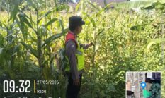 Polres Sragen Kawal Ketahanan Pangan Nasional, Polsek Jajaran Turun Langsung Dampingi Petani Jagung hingga Pelosok Desa