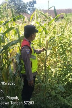 Polres Sragen Kawal Ketahanan Pangan Nasional, Polsek Jajaran Turun Langsung Dampingi Petani Jagung hingga Pelosok Desa