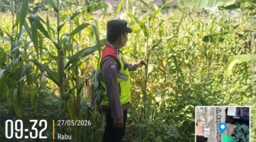 Polres Sragen Kawal Ketahanan Pangan Nasional, Polsek Jajaran Turun Langsung Dampingi Petani Jagung hingga Pelosok Desa