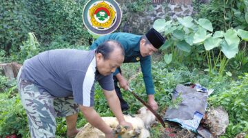 PAC LDII Tugurejo Semarang Sukses Gelar Penyembelihan Hewan Qurban dalam Rangka Idul Adha 1447 H Tahun 2026