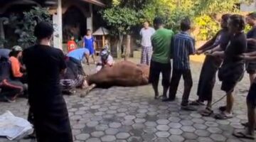 Pondok Pesantren Darul Hidayah Al-Karomah Rayakan Iduladha 1447 H, Tebar Kepedulian Untuk Warga