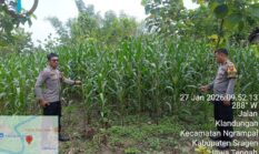 Dari Pekarangan Warga, Polsek Ngrampal Kawal Swasembada Pangan Nasional