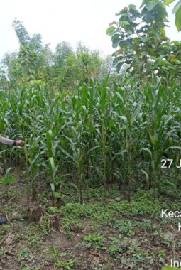 Dari Pekarangan Warga, Polsek Ngrampal Kawal Swasembada Pangan Nasional