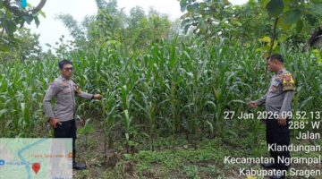 Dari Pekarangan Warga, Polsek Ngrampal Kawal Swasembada Pangan Nasional