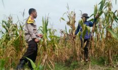 Panen Jagung 1,4 Ton di Sambirejo, Polres Sragen Kawal Ketahanan Pangan dari Tingkat Desa