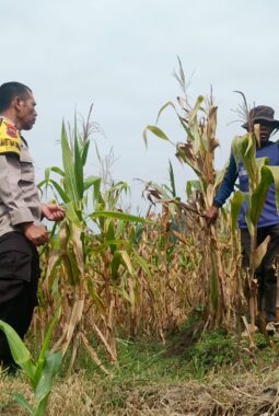 Panen Jagung 1,4 Ton di Sambirejo, Polres Sragen Kawal Ketahanan Pangan dari Tingkat Desa