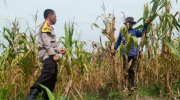 Panen Jagung 1,4 Ton di Sambirejo, Polres Sragen Kawal Ketahanan Pangan dari Tingkat Desa