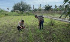 Dukung Ketahanan Pangan, Polisi Amati Kondisi Daun dan Lahan Jagung masyarakat