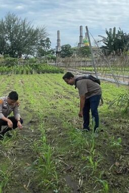 Dukung Ketahanan Pangan, Polisi Amati Kondisi Daun dan Lahan Jagung masyarakat