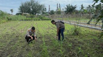 Dukung Ketahanan Pangan, Polisi Amati Kondisi Daun dan Lahan Jagung masyarakat