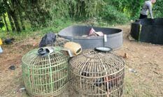 Arena Sabung Ayam di Kebun Bambu Digerebek Polisi, Sejumlah Barang Bukti Diamankan