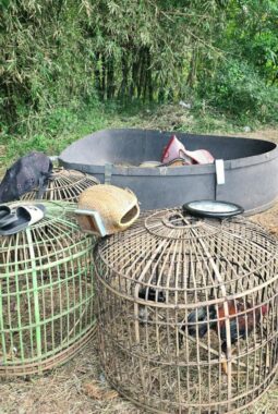 Arena Sabung Ayam di Kebun Bambu Digerebek Polisi, Sejumlah Barang Bukti Diamankan