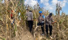 Dukung Swasembada Pangan 2026, Polsek Dawe Dampingi Panen Jagung 150 Ton di Lahan Pertanian Kandangmas