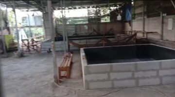 Diduga Masih Marak Judi Sabung Ayam dan Dadu di Kabupaten Demak