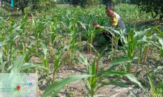 Manfaatkan Lahan Baku Sawah, Polsek Sumberlawang Kawal Jagung Perkasa Demi Ketahanan Pangan Sragen