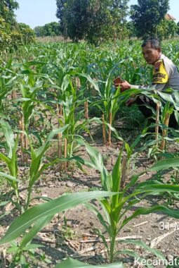 Manfaatkan Lahan Baku Sawah, Polsek Sumberlawang Kawal Jagung Perkasa Demi Ketahanan Pangan Sragen
