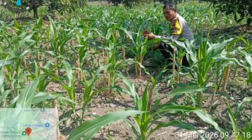 Manfaatkan Lahan Baku Sawah, Polsek Sumberlawang Kawal Jagung Perkasa Demi Ketahanan Pangan Sragen