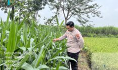 Pastikan Jagung Tumbuh Subur, Polsek Kedawung Turun ke Lahan, Kawal Asta Cita Presiden 