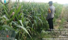 Dari Pekarangan Warga, Polsek Ngrampal Kawal Swasembada Pangan Nasional