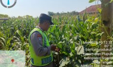 Polsek Jenar Konsisten Cek Lahan Jagung, Dukung Swasembada Pangan di Sragen