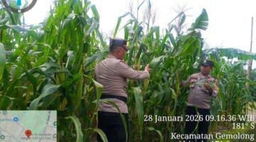 Polsek Sambirejo Turun ke Sawah, Pastikan Jagung Warga Tumbuh Optimal Dukung Swasembada Pangan
