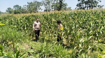 Polsek Miri Turun ke Sawah, Pastikan Jagung Kuartal IV Tumbuh Optimal Dukung Swasembada Pangan 2026