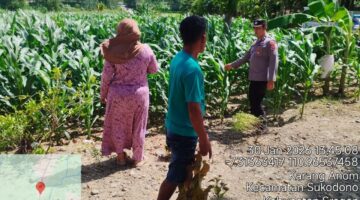 Polsek Plupuh Cek Rencana Pemanfaatan Lahan Baku Sawah untuk Tanam Jagung di Desa Pungsari