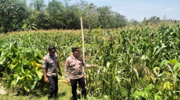 Polsek Plupuh Cek Rencana Pemanfaatan Lahan Baku Sawah untuk Tanam Jagung di Desa Pungsari