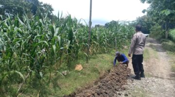 Dicek Polsek Sumberlawang, Tanaman Jagung LBS Desa Ngandul Tumbuh Subur, Potensi Panen Capai 600 Kg