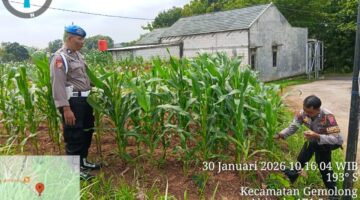 Dicek Polsek Gesi, Lahan Jagung di Sragen Tumbuh Subur dan Siap Panen Dua Bulan Mendatang