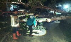 Pohon Mangga Lapuk Tumbang Tutup Jalan Raya Pamengpeuk, UPT Damkar Pamengpek Gerak Cepat Lakukan Evakuasi