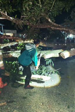 Pohon Mangga Lapuk Tumbang Tutup Jalan Raya Pamengpeuk, UPT Damkar Pamengpek Gerak Cepat Lakukan Evakuasi