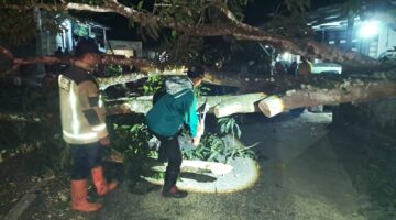 Pohon Mangga Lapuk Tumbang Tutup Jalan Raya Pamengpeuk, UPT Damkar Pamengpek Gerak Cepat Lakukan Evakuasi