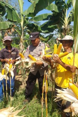 Panen Raya Jagung di Kudus, AKP Jajang: Polri Siap Kawal Ketahanan Pangan hingga Tingkat Desa