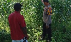 Polsek Kudu Dampingi Petani Jagung, Dukung Program Ketahanan Pangan Nasional