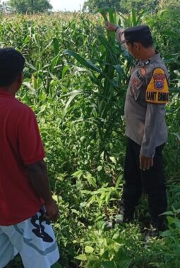 Polsek Kudu Dampingi Petani Jagung, Dukung Program Ketahanan Pangan Nasional