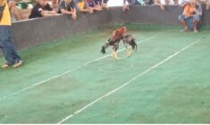 Ratusan Penjudi Padati Arena Sabung Ayam Kutoarjo, Publik Pertanyakan Penegakan Hukum