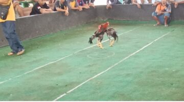 Ratusan Penjudi Padati Arena Sabung Ayam Kutoarjo, Publik Pertanyakan Penegakan Hukum