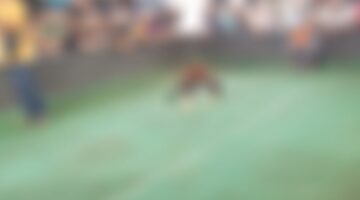 Ratusan Penjudi Padati Arena Sabung Ayam Kutoarjo, Publik Pertanyakan Penegakan Hukum