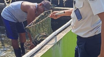 “SAE Berkarya, Warga Binaan Berdaya! “Panen Lele di Lahan SAE Lapas Kelas IIB Pati, Dukung Ketahanan Pangan dan Pembinaan Kemandirian WBP