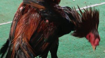 Tokoh Ulama Soroti Dugaan Praktik Sabung Ayam di Pereng Kutoarjo, Desak Aparat Bertindak Tegas
