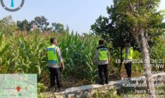 Dukung Swasembada Pangan Nasional, Polsek Plupuh Tinjau Lahan Jagung Produktif di Gedongan