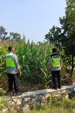 Dukung Swasembada Pangan Nasional, Polsek Plupuh Tinjau Lahan Jagung Produktif di Gedongan