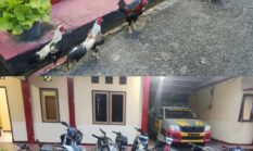 Polsek Padang Ulak Tanding Gerbek Sabung Ayam di Binduriang, 10 Ekor Ayam dan 11 Motor Diamankan Polisi